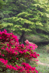 真っ赤なツツジの花と森林