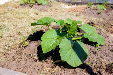 Young sprouts of zucchini sprout in the garden. Concept of agriculture.