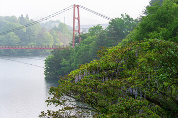 朝靄の発生した湖面と吊り橋と藤