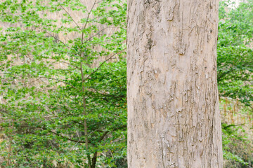 Teak Tree in Thailand precious hardwoods one of the last major areas of tropical forest in Asia 