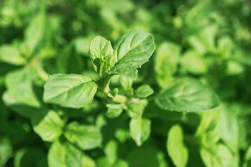 Fototapeta na wymiar Fresh mint leaves growing on a garden bed. Spices, herbs concept for cooking and medicine. Background image in green shades, macro photo.