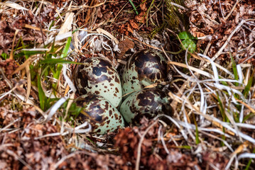 Eggs of Rock Sandpiper (Calidris ptilocnemis) at nest in St. George Island, Pribilof Islands, Alaska, USA