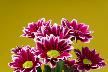 Obraz premium Beautiful fresh pink chrysanthemum, close-up shot, pink daisies flowers on yellow background.