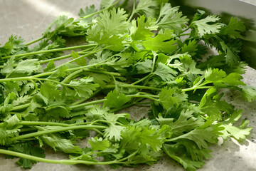 Cilantro leaves on a concrete kitchen worktop prepared to cut