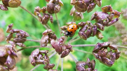 Obraz premium Lady Bug on a plant on a green meadow