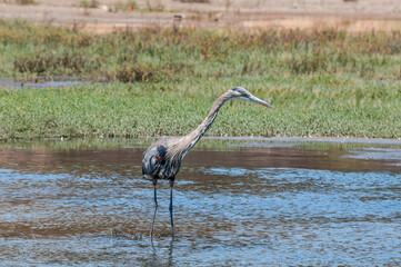 Great Blue Heron (Ardea herodias) in Malibu lagoon, California, USA