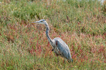Great Blue Heron (Ardea herodias) in Malibu lagoon, California, USA