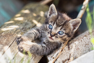 Cute kitten with blue eyes outside