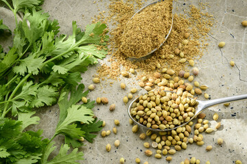 Cilantro leaves, seeds and powder prepared for cooking on a concrete kitchen worktop