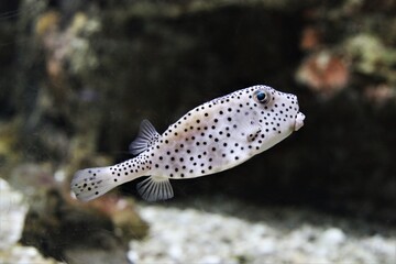 A cute shortnose boxfish is swimming in marine aquarium. Small nose boxfish (Rhynchostracion nasus) has a powerful toxin on the skin.