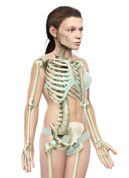 3d rendered, medically accurate illustration of a young girl skeleton system
