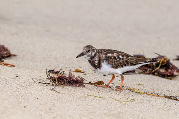 Ruddy Turnstone (Arenaria interpres) in Malibu Lagoon, California, USA