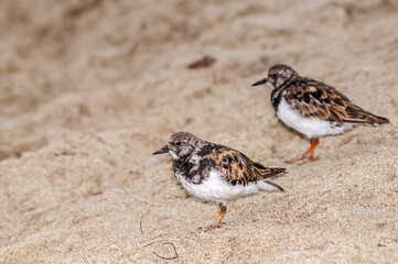 Ruddy Turnstone (Arenaria interpres) in Malibu Lagoon, California, USA