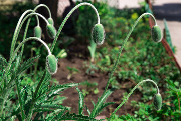 Macro photography of the nature of the poppy flower Bud. Background of a closed poppy Bud on a stalk. Flowers in the garden and garden beds