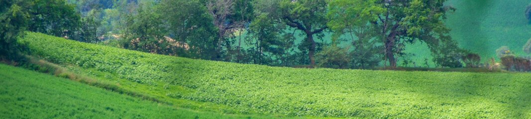 Campagne marchigiane in estate