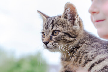 a little baby cat on the arm of a little girl