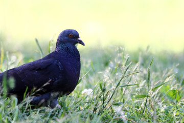Dove in the green grass on a hot summer day in the sunlight, bird watching