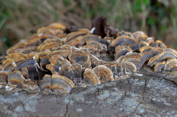 Mushrooms in the forest