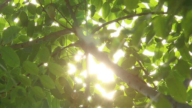 Leaves of tree with sunlight  ,  Chiangmai Thailand