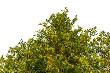 Nature green leaves isolated white background