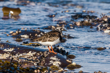 Ruddy Turnstone (Arenaria interpres) at St. George Island, Alaska, USA