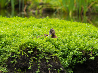 Canard dans la verdure
