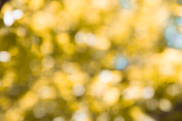 Obraz premium Yellow blurred background of the garden and sunlight and glare. Autumn season. Natural abstract texture.