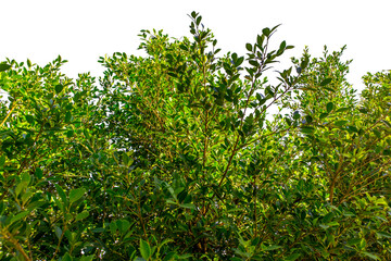 Fototapeta na wymiar Nature green leaves isolated white background