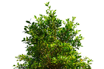 Nature green leaves isolated white background