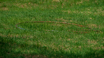 Tubo per annaffiare sull'erba in estate