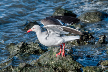 Dolphin Gull (Leucophaeus scoresbii) in Ushuaia area, Land of Fire (Tierra del Fuego), Argentina