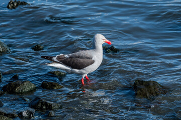 Dolphin Gull (Leucophaeus scoresbii) in Ushuaia area, Land of Fire (Tierra del Fuego), Argentina