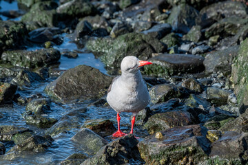 Dolphin Gull (Leucophaeus scoresbii) in Ushuaia area, Land of Fire (Tierra del Fuego), Argentina