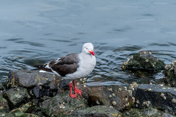 Dolphin Gull (Leucophaeus scoresbii) in Ushuaia area, Land of Fire (Tierra del Fuego), Argentina