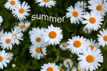 Obraz premium Lots of bright white daisies on a green background lettering summer