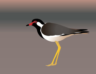 Red Wattled Lapwing