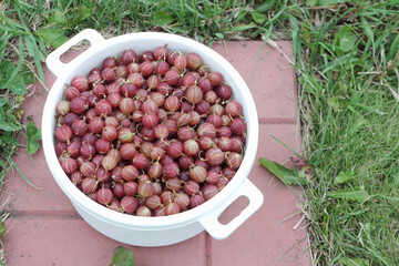 Gooseberries in a white pan on a garden path