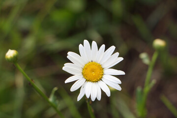 Fototapeta premium Single chamomile on a dark background