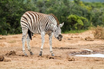 Beautiful shallow focus shot of a zebra with an open mouth preparing to attack