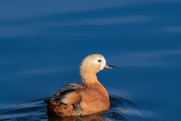 Ruddy Shelduck (Tadorna ferruginea) in park, Moscow, Russia