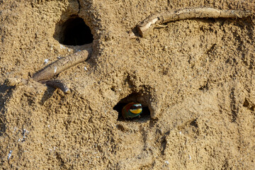 European or common bee-eater leaving the nest on a slope. Merops apiaster. Province of Leon, Spain.