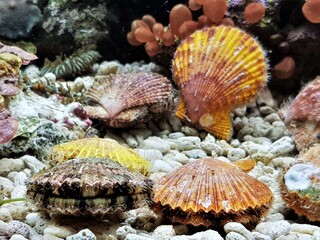 The beautiful scallops  in marine aquarium. Mimachlamys senatoria is a genus of marine bivalve molluscs in the family Pectinidae. 