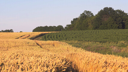 Gold field of wheat against blue sky. Rich harvest