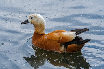 Ruddy Shelduck (Tadorna ferruginea) in park, Moscow, Russia