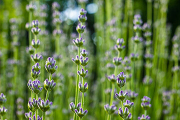 Obraz na płótnie Canvas Young lavender flowers close up wallpaper or background. Summertime concept