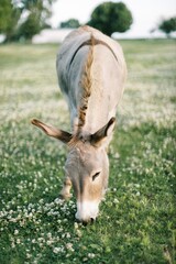 Vertical front view of a light brown donkey eating grass