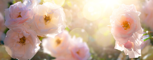 Summer garden landscape; beautiful summer flower against sunny sky; nature landscape background. Garden flower.