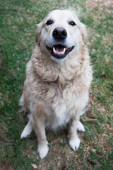 Golden Retriever 