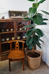 Wooden chair and Indoor green plant pot with wooden cabinet displayed ceramic porcelain cup decorated in coffee cafe