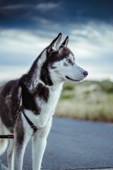 Vertical shallow focus side view of a siberian husky dog © Juan Pío García López/Wirestock